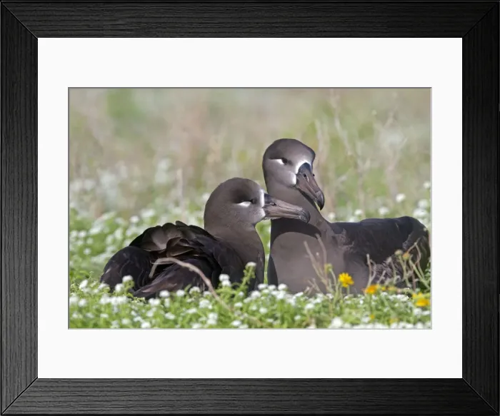 Framed Print : Picture No. 10891734 Framed Print : Picture No. 10891734