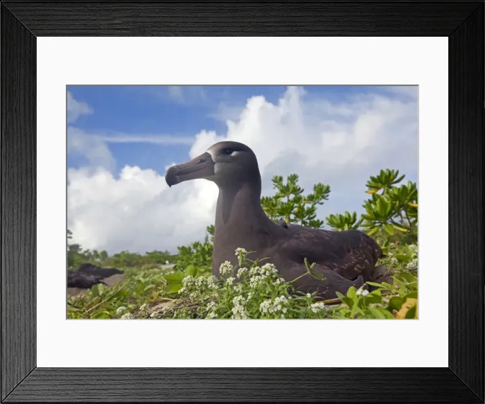 Framed Print : Picture No. 10891730 Framed Print : Picture No. 10891730
