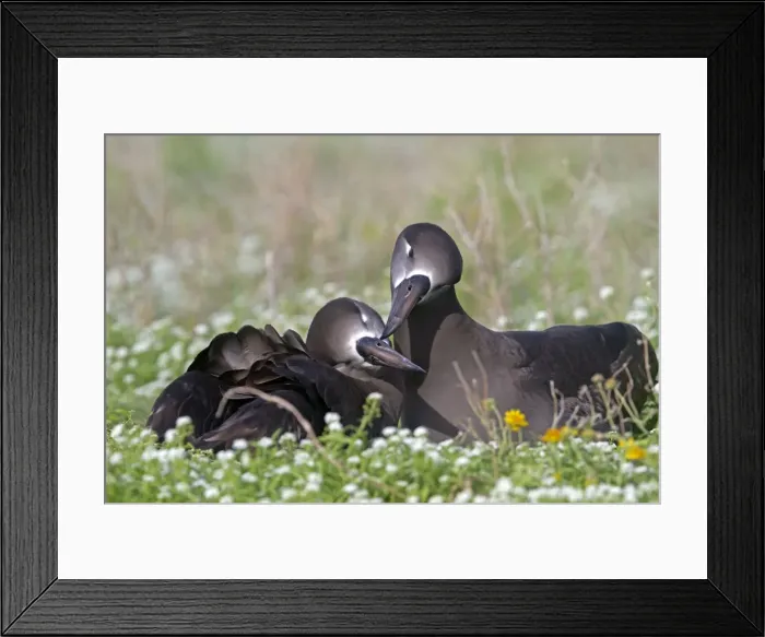Framed Print : Picture No. 10891733 Framed Print : Picture No. 10891733