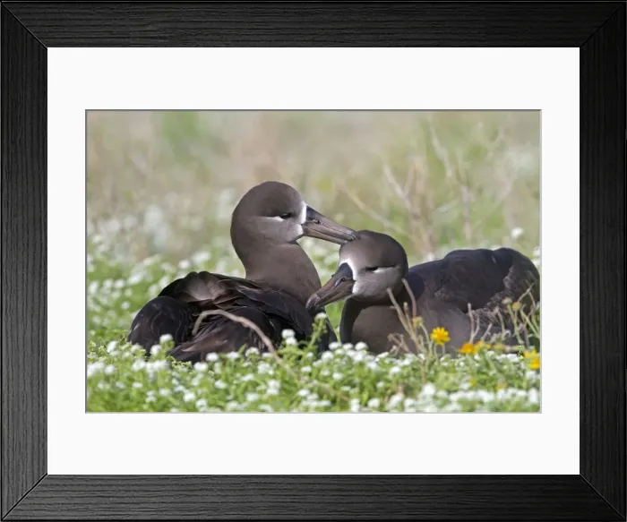 Framed Print : Picture No. 10891735 Framed Print : Picture No. 10891735