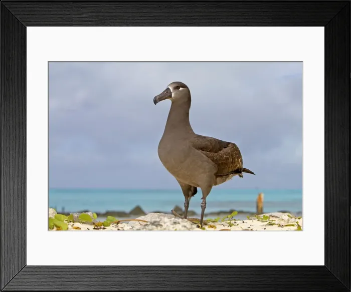 Framed Print : Picture No. 10891736 Framed Print : Picture No. 10891736