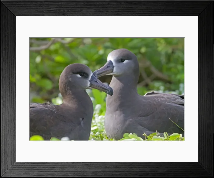 Framed Print : Picture No. 10891737 Framed Print : Picture No. 10891737