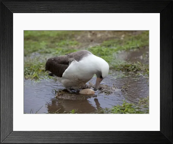 Framed Print : Picture No. 10891739