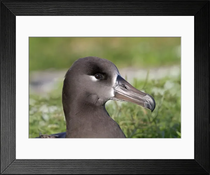 Framed Print : Picture No. 10891732 Framed Print : Picture No. 10891732