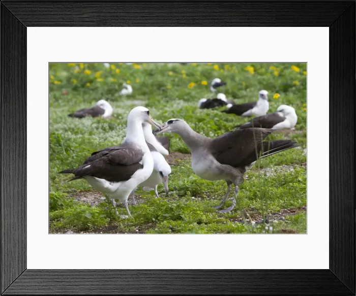 Framed Print : Picture No. 10891738 Framed Print : Picture No. 10891738