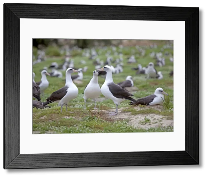 Framed Print : Picture No. 10891741 Framed Print : Picture No. 10891741