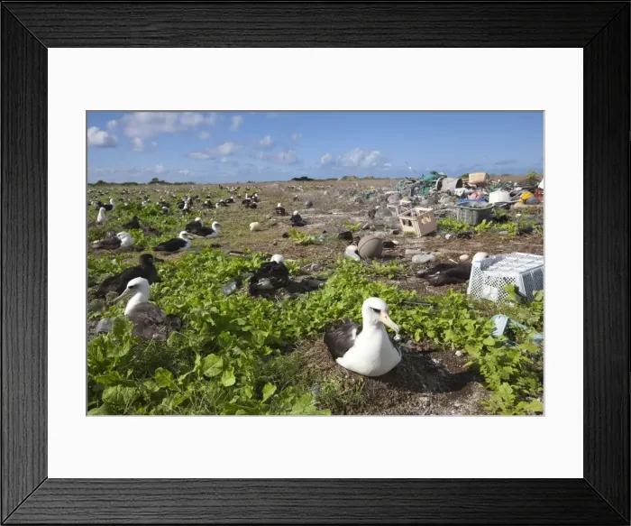 Framed Print : Picture No. 10891764 Framed Print : Picture No. 10891764
