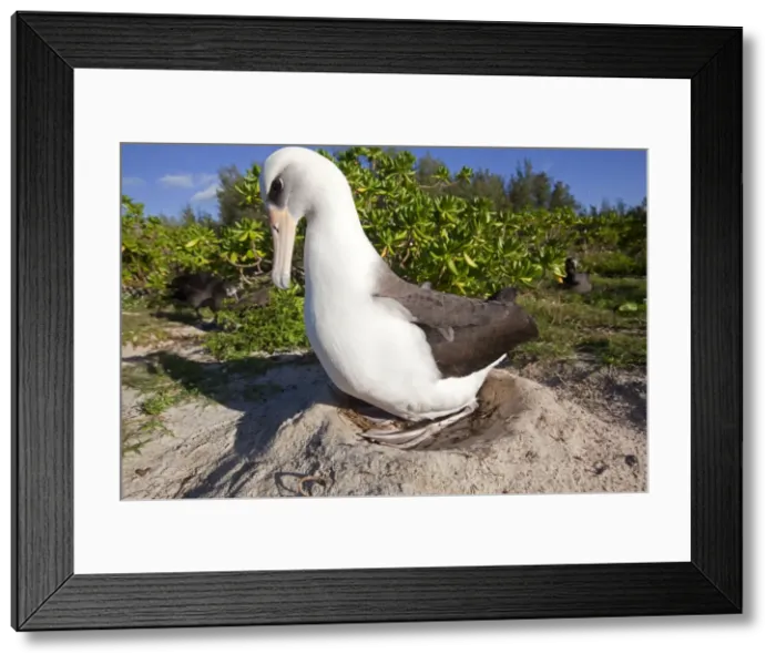 Framed Print : Picture No. 10891769 Framed Print : Picture No. 10891769