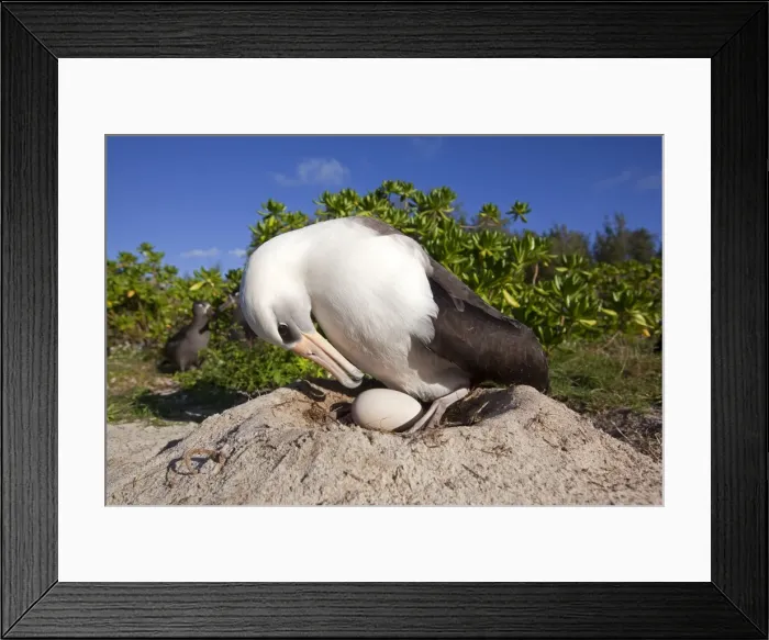 Framed Print : Picture No. 10891770 Framed Print : Picture No. 10891770
