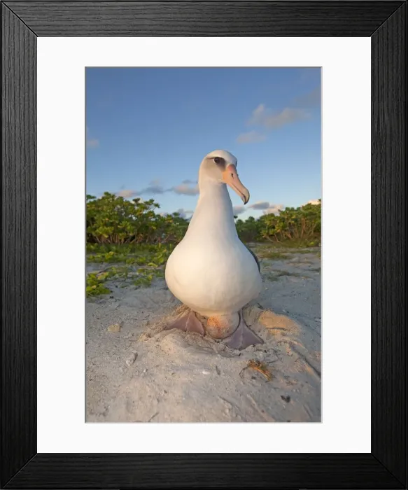 Framed Print : Picture No. 10891771 Framed Print : Picture No. 10891771