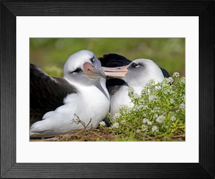 Framed Print : Picture No. 10891777 Framed Print : Picture No. 10891777
