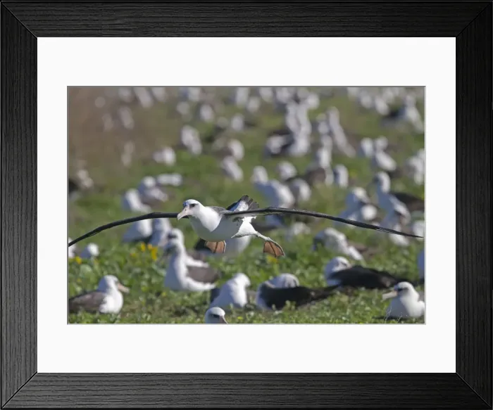 Framed Print : Picture No. 10891773 Framed Print : Picture No. 10891773