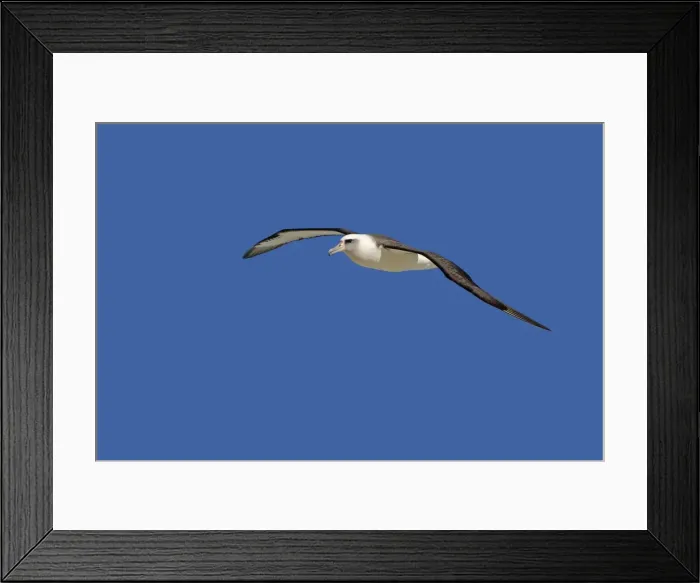 Framed Print : Picture No. 10891779 Framed Print : Picture No. 10891779