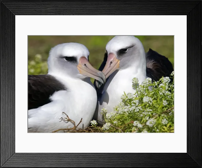 Framed Print : Picture No. 10891774 Framed Print : Picture No. 10891774