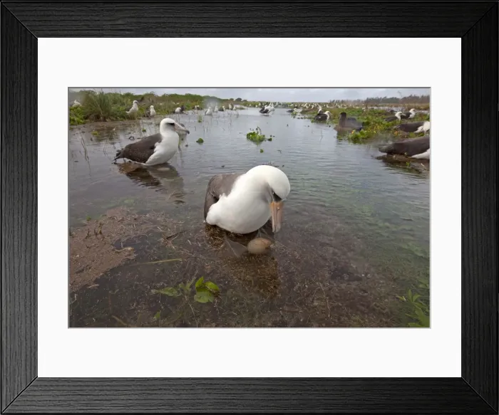 Framed Print : Picture No. 10891781 Framed Print : Picture No. 10891781