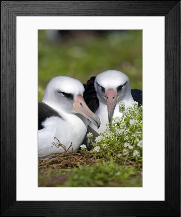 Framed Print : Picture No. 10891776
