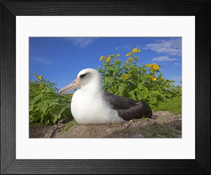 Framed Print : Picture No. 10891783 Framed Print : Picture No. 10891783