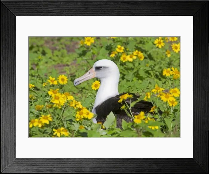 Framed Print : Picture No. 10891780 Framed Print : Picture No. 10891780