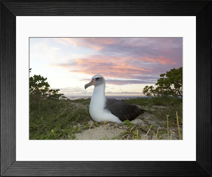 Framed Print : Picture No. 10891785 Framed Print : Picture No. 10891785