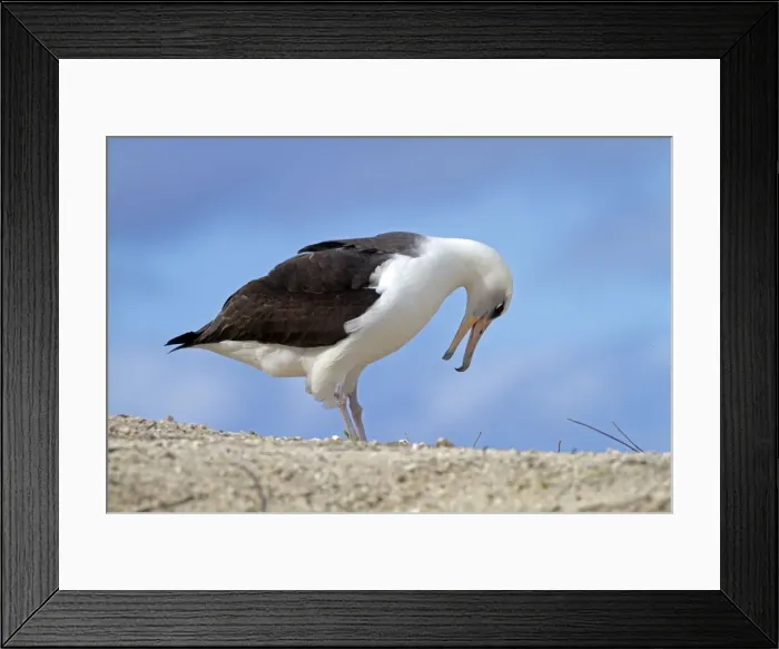 Framed Print : Picture No. 10891787 Framed Print : Picture No. 10891787