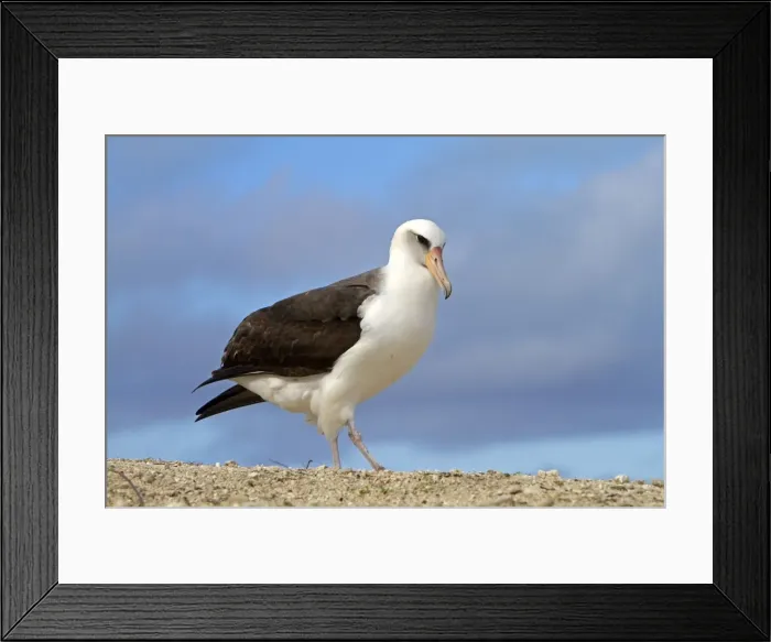 Framed Print : Picture No. 10891788 Framed Print : Picture No. 10891788