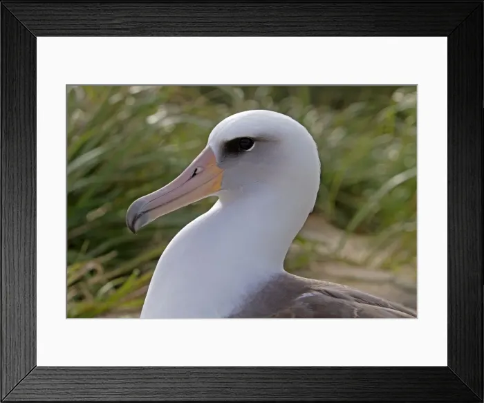 Framed Print : Picture No. 10891789 Framed Print : Picture No. 10891789