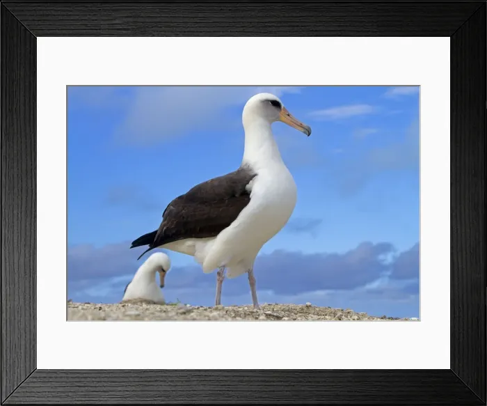 Framed Print : Picture No. 10891790 Framed Print : Picture No. 10891790
