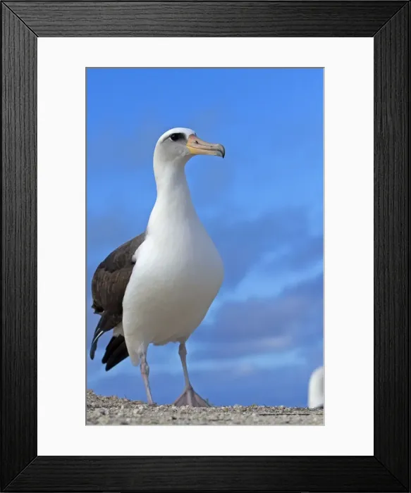Framed Print : Picture No. 10891792 Framed Print : Picture No. 10891792