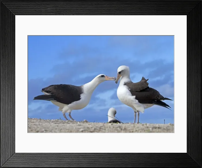 Framed Print : Picture No. 10891791 Framed Print : Picture No. 10891791