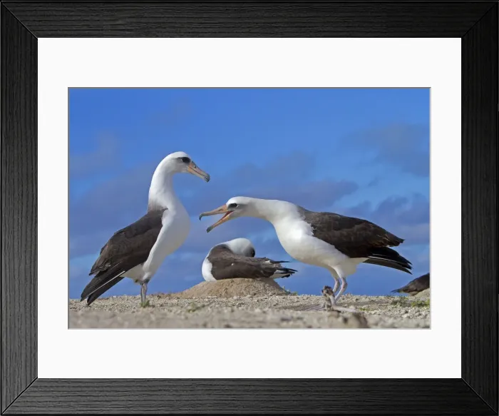 Framed Print : Picture No. 10891793 Framed Print : Picture No. 10891793