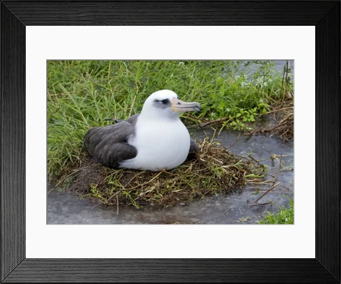 Framed Print : Picture No. 10891795 Framed Print : Picture No. 10891795