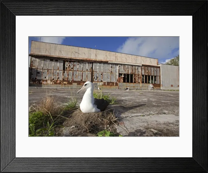 Framed Print : Picture No. 10891800 Framed Print : Picture No. 10891800