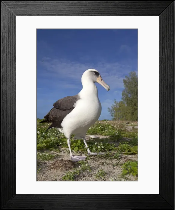 Framed Print : Picture No. 10891813 Framed Print : Picture No. 10891813