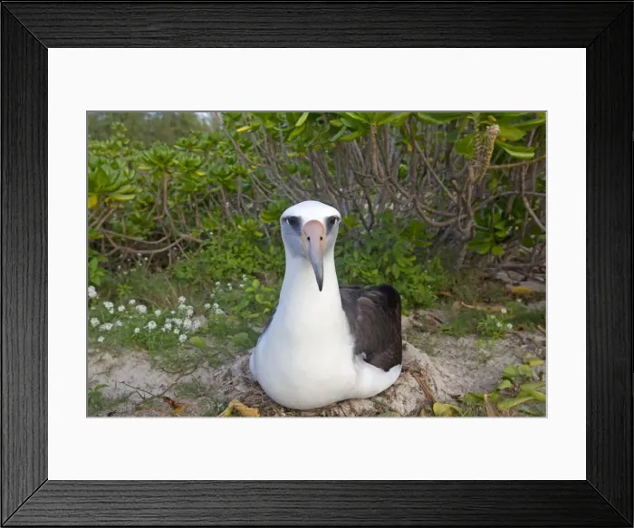 Framed Print : Picture No. 10891814 Framed Print : Picture No. 10891814