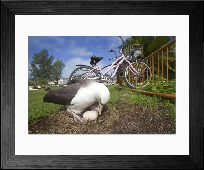 Framed Print : Picture No. 10891807 Framed Print : Picture No. 10891807