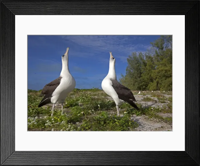 Framed Print : Picture No. 10891812 Framed Print : Picture No. 10891812