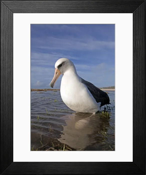 Framed Print : Picture No. 10891816 Framed Print : Picture No. 10891816