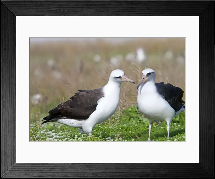 Framed Print : Picture No. 10891819 Framed Print : Picture No. 10891819
