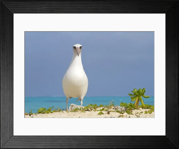 Framed Print : Picture No. 10891820 Framed Print : Picture No. 10891820
