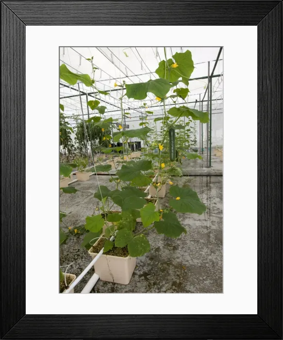 Framed Print : Picture No. 10891824