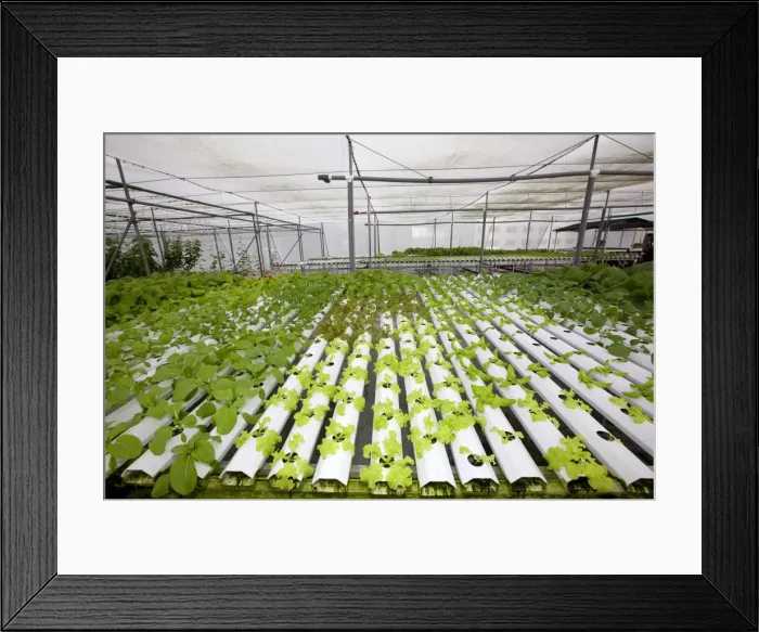 Framed Print : Picture No. 10891826 Framed Print : Picture No. 10891826