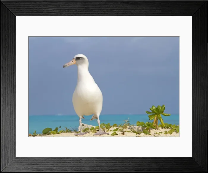 Framed Print : Picture No. 10891821 Framed Print : Picture No. 10891821