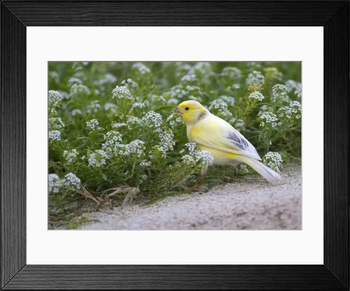 Framed Print : Picture No. 10891830 Framed Print : Picture No. 10891830