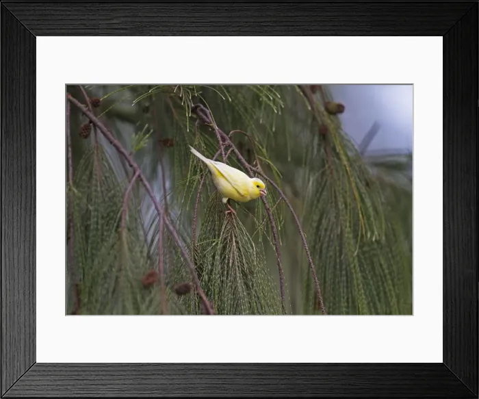 Framed Print : Picture No. 10891832 Framed Print : Picture No. 10891832