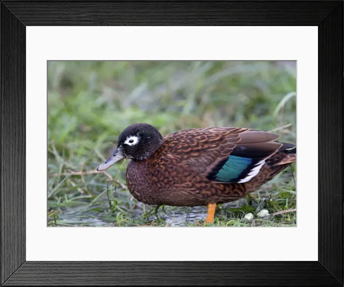 Framed Print : Picture No. 10891833 Framed Print : Picture No. 10891833