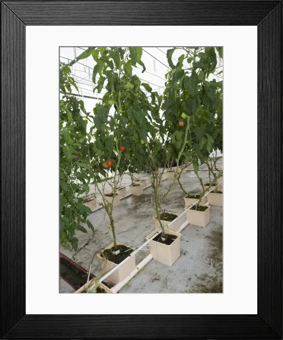 Framed Print : Picture No. 10891825 Framed Print : Picture No. 10891825