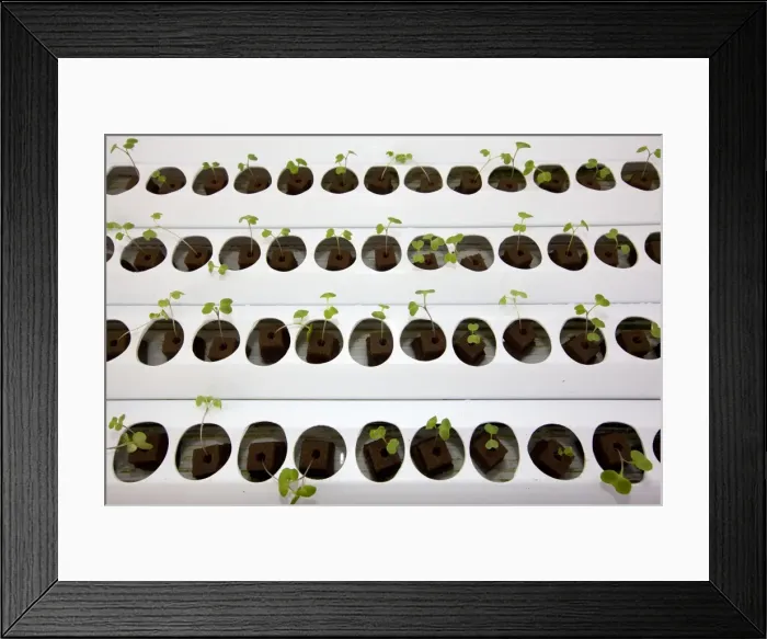 Framed Print : Picture No. 10891827 Framed Print : Picture No. 10891827