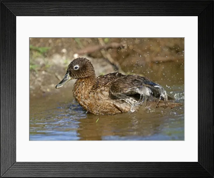 Framed Print : Picture No. 10891834 Framed Print : Picture No. 10891834