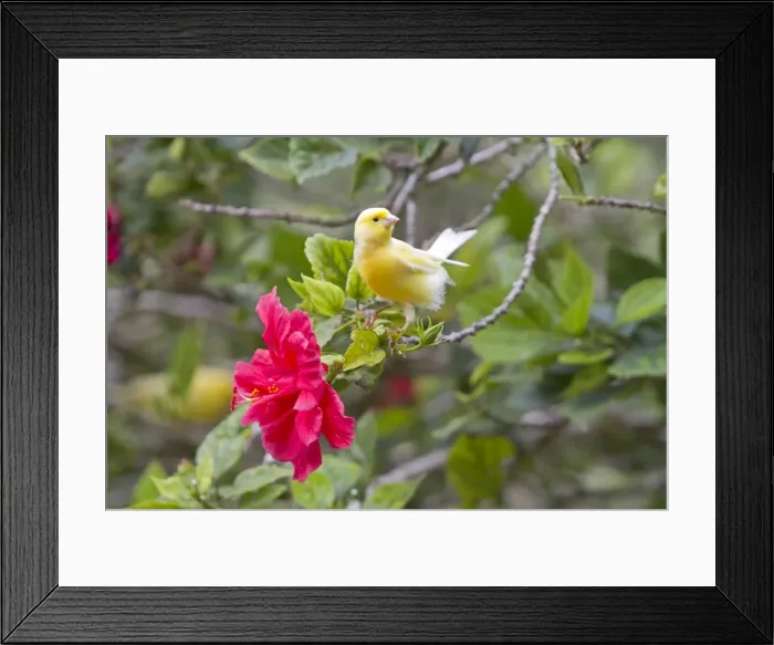 Framed Print : Picture No. 10891831 Framed Print : Picture No. 10891831