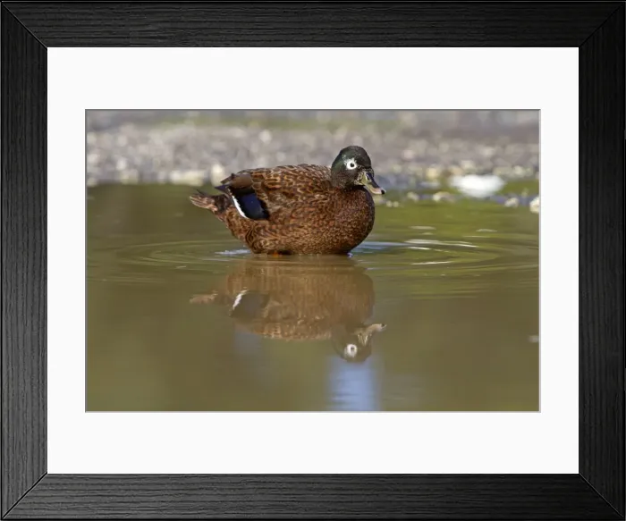 Framed Print : Picture No. 10891838 Framed Print : Picture No. 10891838